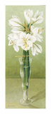 Amaryllis