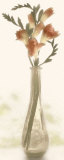 Charming Freesia