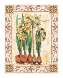 Provincial Narcissus
