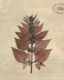 Leaf Study I