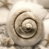 Iridescent Seashell I