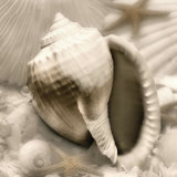 Iridescent Seashell III
