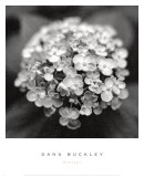 Hydrangea