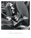 Lily of the Valley