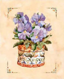 Italia Pansy V