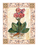 Pink Primrose