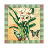 Asian Cymbidium