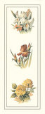 Yellow Roses