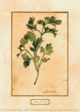 Italian Parsley