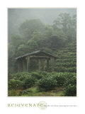 Rejuvenate: Tea Plantation