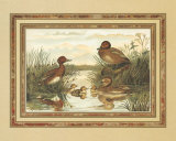Ducks
