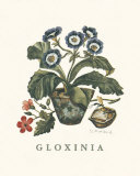 Gloxinia