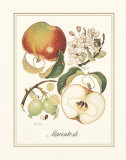 Macintosh