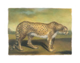 Cheetah
