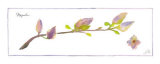 Magnolia Branch