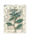 Borage