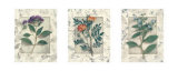 Healing Herbs  Panel I