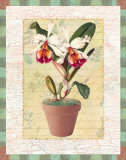 Potted Cattleya