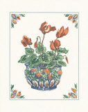 Cyclamen