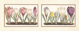 Crocuses