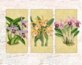 Tropical Orchid II