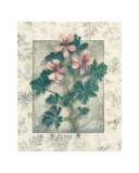 Pelargonium
