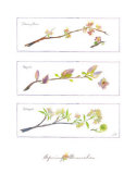 Spring Branches
