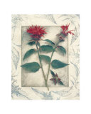 Bee Balm