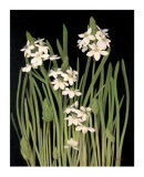 Spray of Narcissus