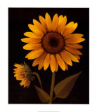 Sunflower II