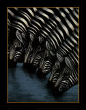 Zebra's Watering Hole