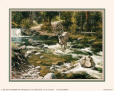Buck in Midstream