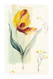 Tulip