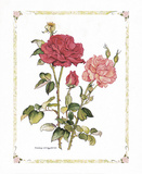 Red Roses