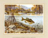 Trout Under Water
