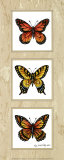 Monarch Butterflies