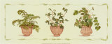 Green Plants in Pots