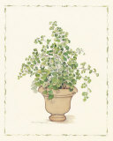Green Plant in a Clay Pot