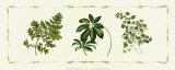 Assorted Ferns