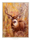 Buck in Forest
