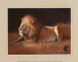 Majestic Lion