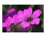 Stunning purple geranium flowers