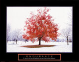 Endurance: Fall Tree