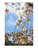Stunning delicate pink blossom with blue sky