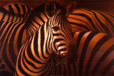 Zebra Grande