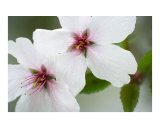 Pretty pink blossom flowers close up