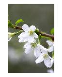 Beautiful white blossom flower