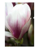Pretty pink magnolia flower