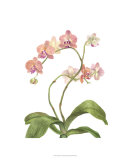 Orchid Study IV