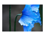 Stunning blue Himalayan poppy flower